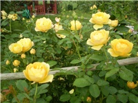 206cc2ec-Picture 316.jpg